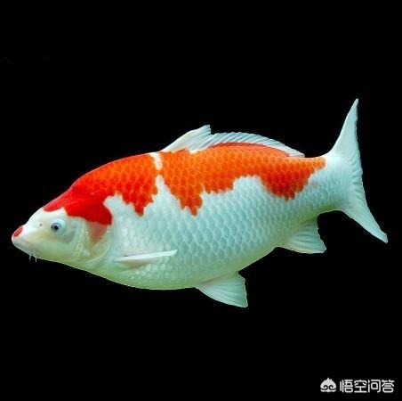 锦鲤鱼图片:锦鲤鱼图片大全大图 锦鲤无精打采，趴缸，不知原因？