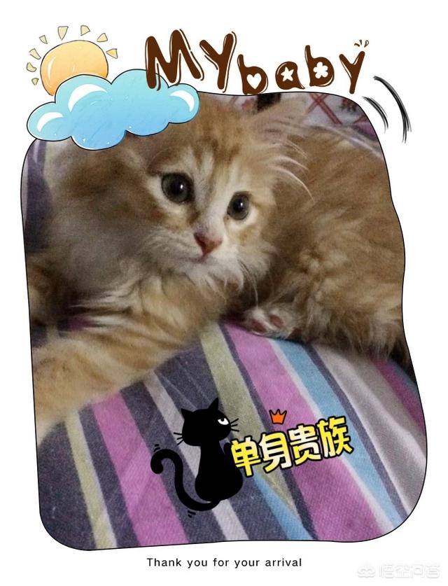 猫癣怎么治:宠物店的猫又有癣、又有虫怎么办啊啊啊？ 猫癣怎么治好得快