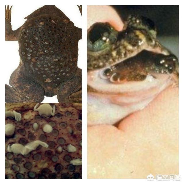 从进化论角度来看，负子蟾的生育方式是进步还是落后？