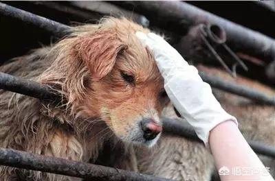 玉林狗贩虐狗逼爱狗者不买就夹死:最近养狗问题频出，是大众整体素质不高，还是养狗者自身的问题？ 玉林虐狗事件最新消息
