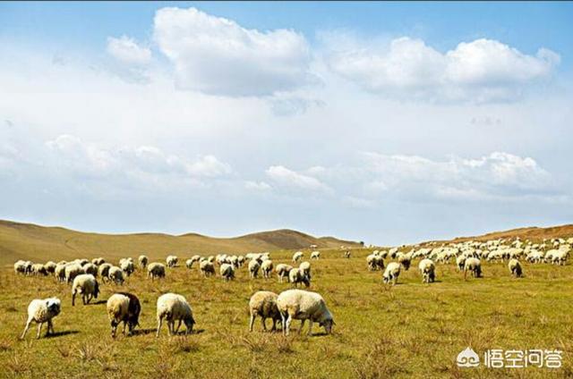 新疆羊肉为啥基本没膻味，为什么内蒙草原的羊肉吃起来没有膻味，而内地的羊肉膻味却那么大