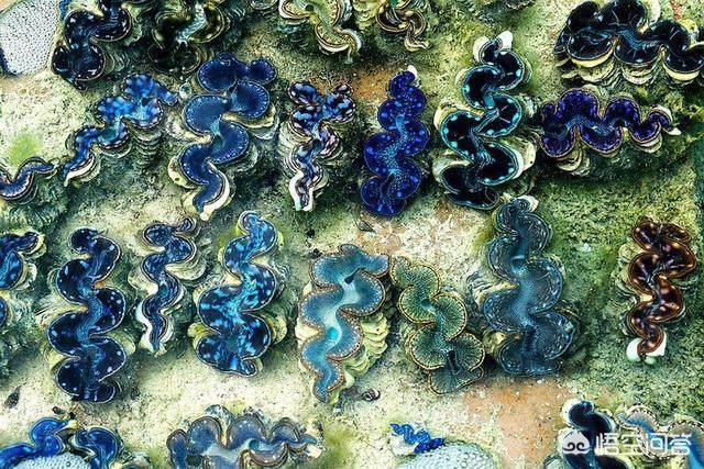 玉带活了是什么样子的,人生百态，你活成了什么样子？