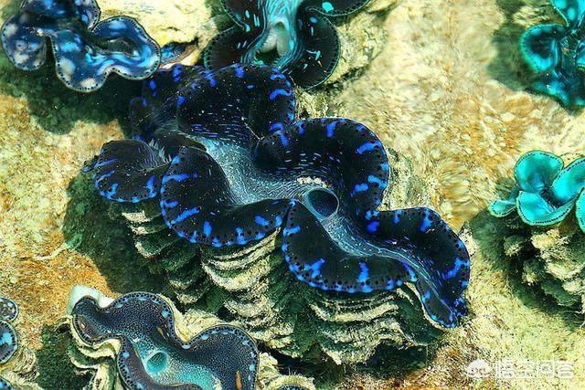 玉活了是什么样子的,砗磲活着的时候是什么样的？