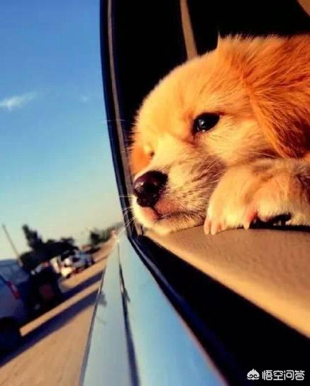 东莞训犬视频:怎么解决狗狗晕车的问题？ 东莞训犬俱乐部