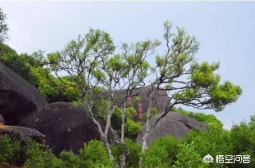 十大名茶评比福建上榜几个，十大名茶和历史名茶以及市场名茶怎么分类