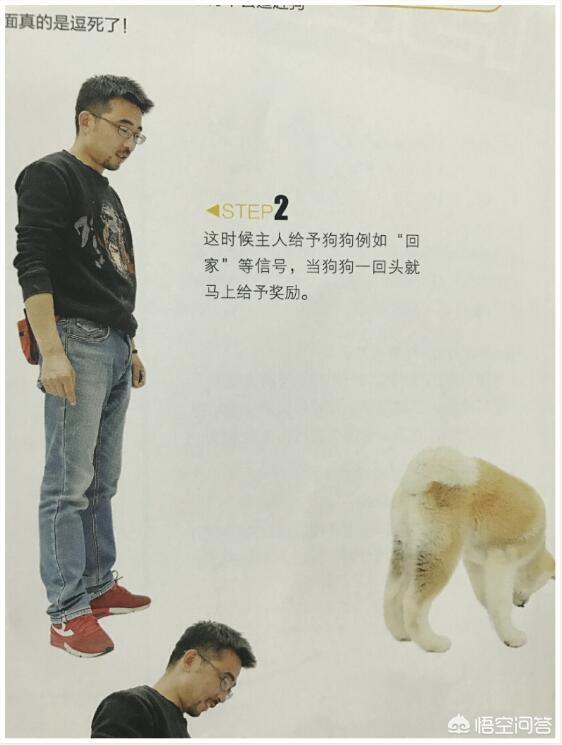 朵拉训练狗狗在线小游戏:如何训练狗狗在遛狗时就在你身边，不往前冲，也不扑人和到处闻？ 朵拉救狗狗小游戏试玩