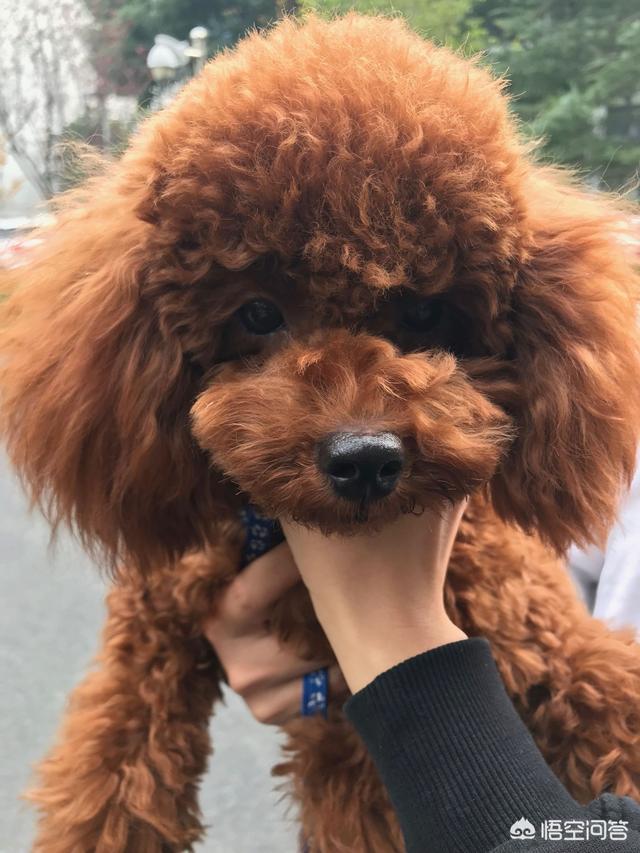 头条问答 - 泰迪耳朵毛几个月能长长扎小辫?(2个回答)