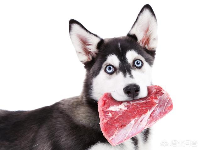 昨晚我和狗狗做了8次:主人可不可以和宠物狗一起睡觉？这样对主人的健康有没有危害？