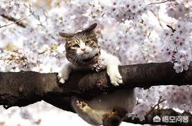 天津收养流浪猫:收养一只已经成年的流浪猫，需要做什么准备？