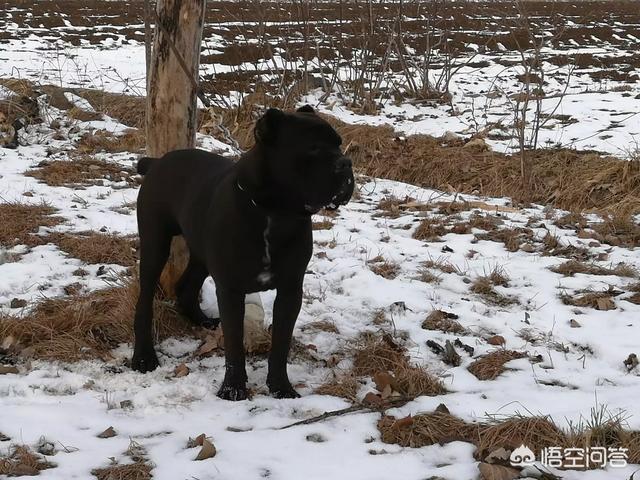 杜宾vs藏獒:杜高和杜宾，哪个更适合作为宠物犬？ 杜宾vs罗威纳