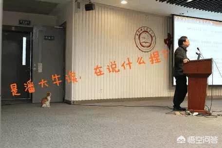大学自习室贪睡母女猫走红:都说大学四年文科闲死，理科累死，大家怎么看？