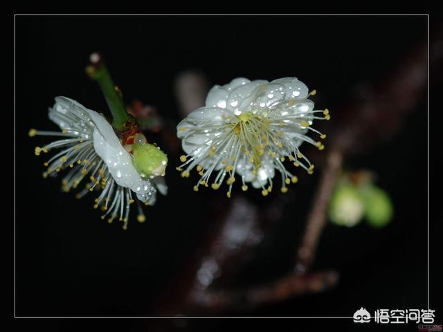 冬天适合养什么花？