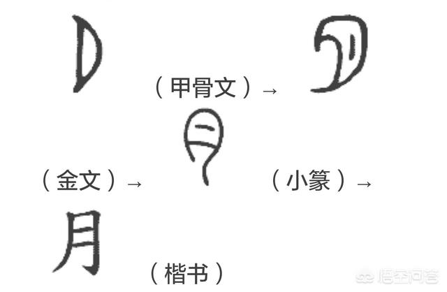 头条问答 为什么表达器官的汉字都与 月 有关 不健康的汉字多有 疒 这个部首 18个回答