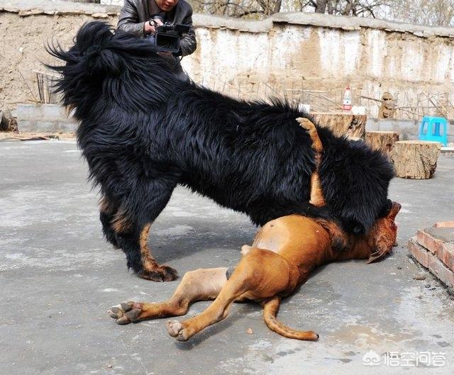 什么狗能咬死藏獒图片:我国的猎犬当中，哪种狗可以打得过藏獒？为什么？ 偷狗贼被藏獒一口咬死