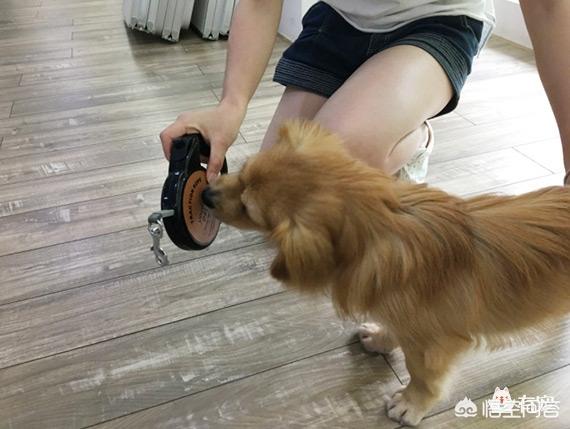 狗项圈 大型犬 牵引绳:狗狗栓上牵引绳就不走了怎么办？ 大型犬牵引绳项圈品牌推荐