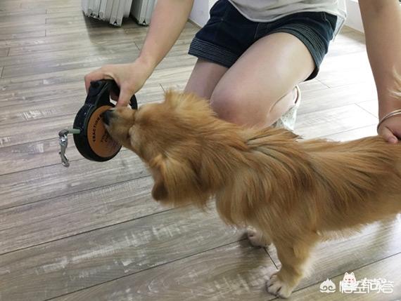 狗项圈 大型犬 牵引绳:狗狗栓上牵引绳就不走了怎么办？ 大型犬牵引绳项圈品牌推荐