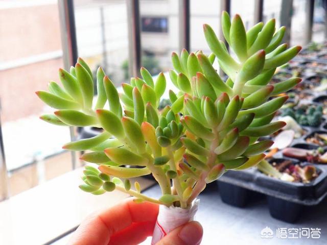 虹之玉长气根还掉干叶:我的虹之玉锦怎么一碰就掉叶子？