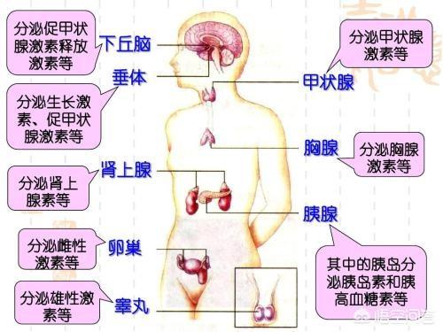 雌激素是什么：雌激素是什么食物