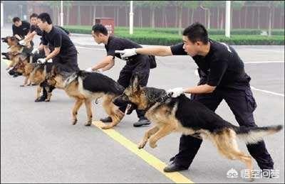 男子被牧羊犬袭击缝80针:如果主人虐待狗狗，狗狗还会和主人亲吗？