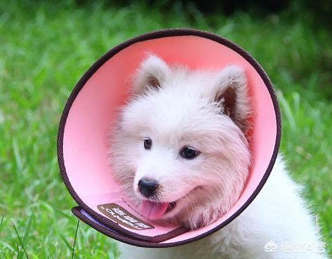 给狗割声带:有人花1万元给自家猫割了双眼皮……有问过猫的感受吗？