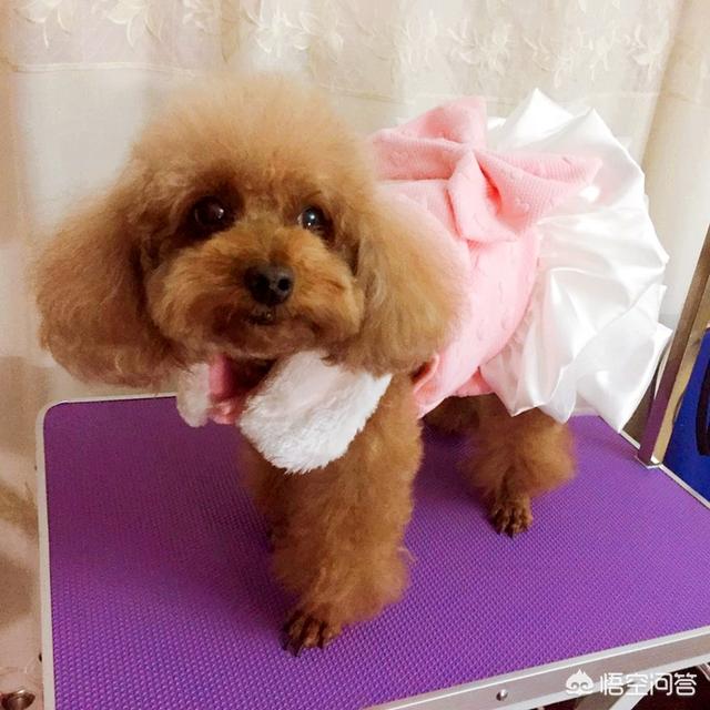 宠物服装冬装:狗狗冬天有必要穿衣服吗？