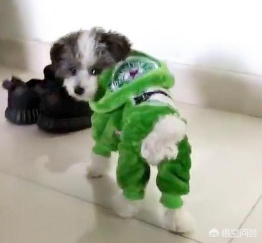 宠物服装冬装:狗狗冬天有必要穿衣服吗？