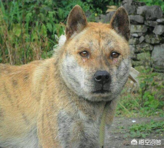 忠心大黄狗推残疾主人:农民常说家狗不咬女婿，未曾谋面的狗狗真的会不咬新女婿吗？