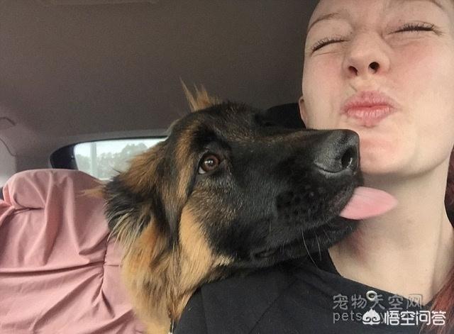 德国牧羊犬在线论坛:养德国牧羊犬是怎样一种体验？ 德国牧羊犬成年犬的抵抗力如何