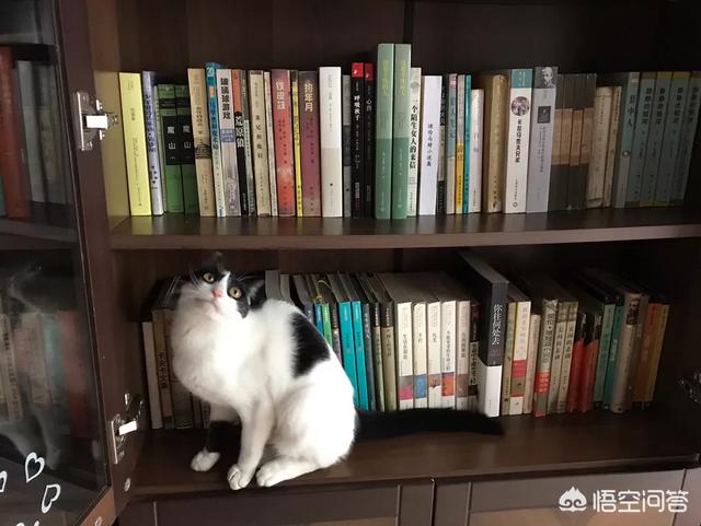 星际养猫指南百度贴吧:星际养猫指南txt 家里养的猫不想养了怎么处理可以不造成麻烦？