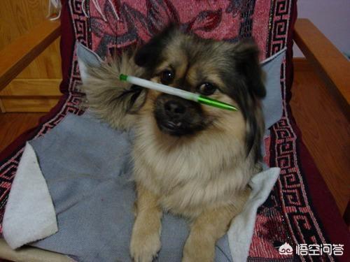 西施狗图片:听说西藏有种袖狗，现在还有吗？长什么样？