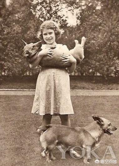 英国皇室犬柯基价格:为什么有人说养狗要养柯基犬？