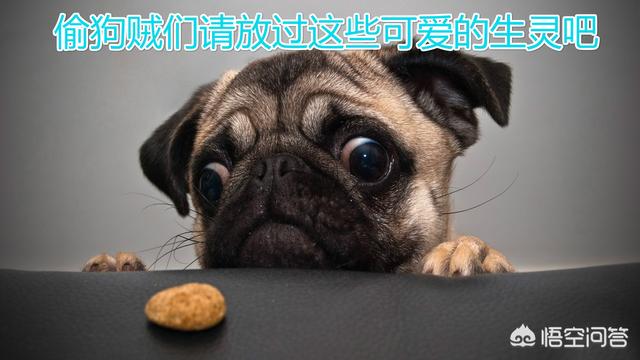 偷狗贼被村民虐打致死:主人抓车窗阻止偷狗贼，被拖行救治无效死亡，应该怎么判？