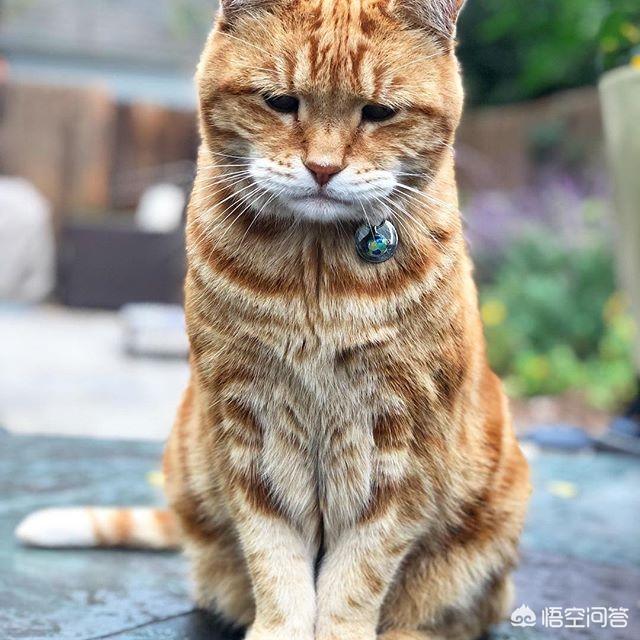 乡下怎么养猫:大家平时是怎么喂流浪猫的？