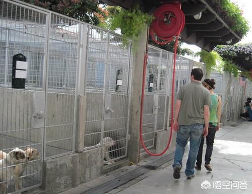 流浪狗和流浪猫图片:流浪狗和流浪猫在线阅读 流浪猫和流浪狗相比，哪个对环境的危害比较大？