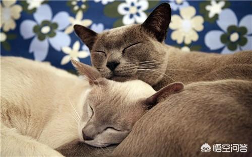 世界名猫之爪哇猫品种介绍:缅甸猫是哪个国家的品种？