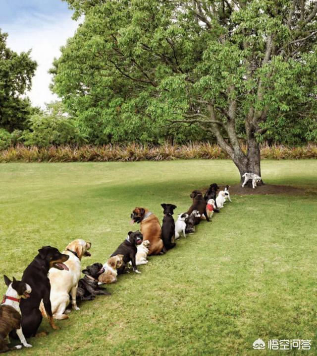训犬教程:怎样才能养出一只听话的狗呢？ 训犬教程全集免费版
