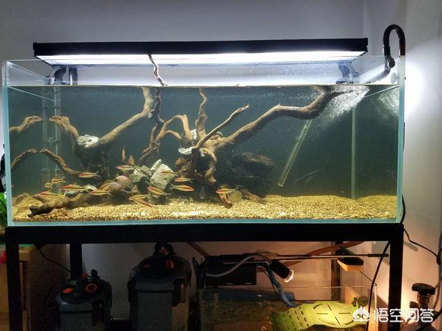 鱼缸水浑浊原因和解决方案水草:鱼缸里的水老是浑浊怎么办？