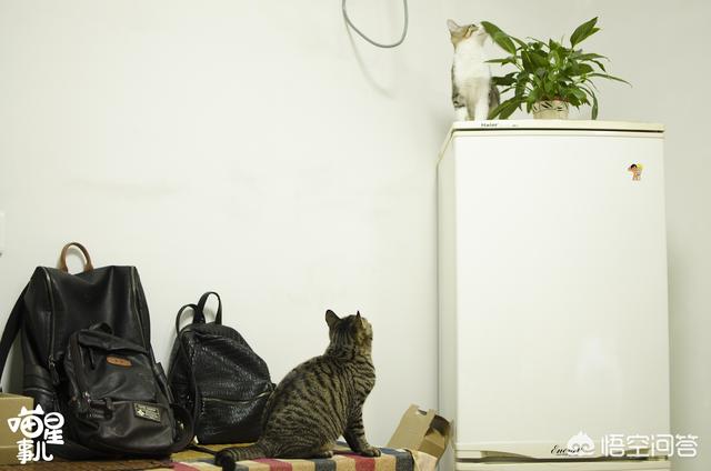 女友叫我铲屎官是什么意思:猫奴和铲屎官其实是两种不一样的人，你是哪种？