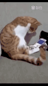 养猫记angelo:俗话说：狗记千、猫记万、小鸡就记二里半，这话准确吗？