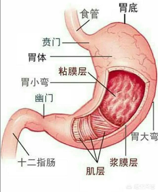 患有反流性食管炎的人三餐该吃什么?-育儿网