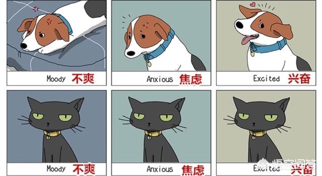 两只猫的二重奏视频:养猫为什么会上瘾？明明已经有两只了，为啥还想再养？