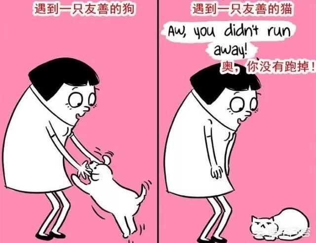 两只猫的二重奏视频:养猫为什么会上瘾？明明已经有两只了，为啥还想再养？
