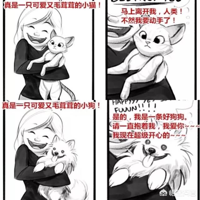 兔子认主人吗,猫咪的一生只会认定一个主人吗？