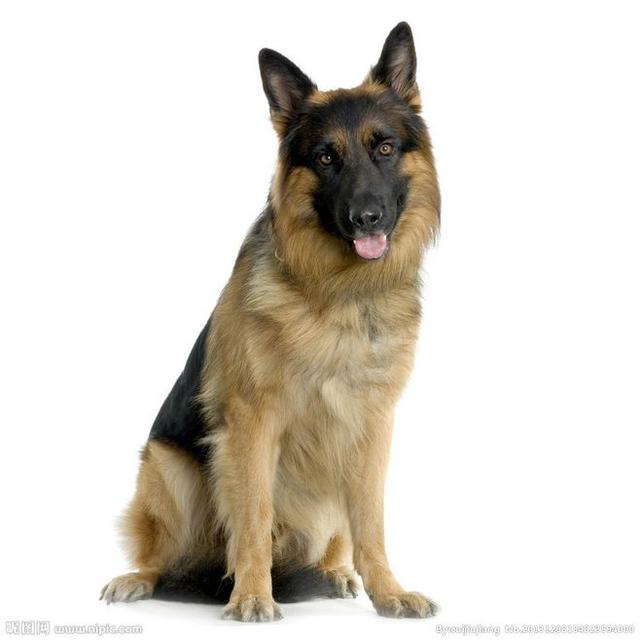罗德西亚背脊犬幼犬:世界上最受欢迎的狗有哪些？