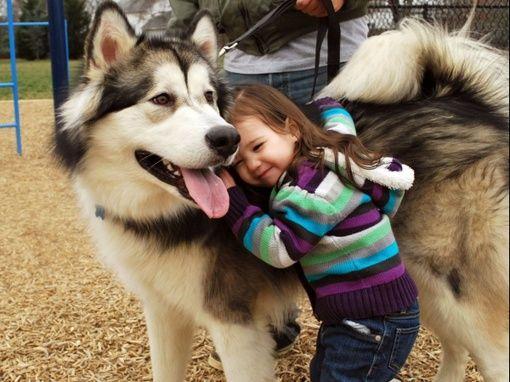 罗德西亚背脊犬幼犬:世界上最受欢迎的狗有哪些？