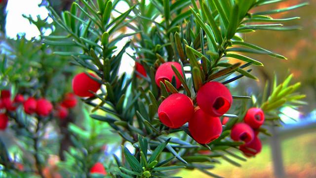 茶树花怎么养殖，怎样才能养好漂亮、美观的红豆杉盆栽