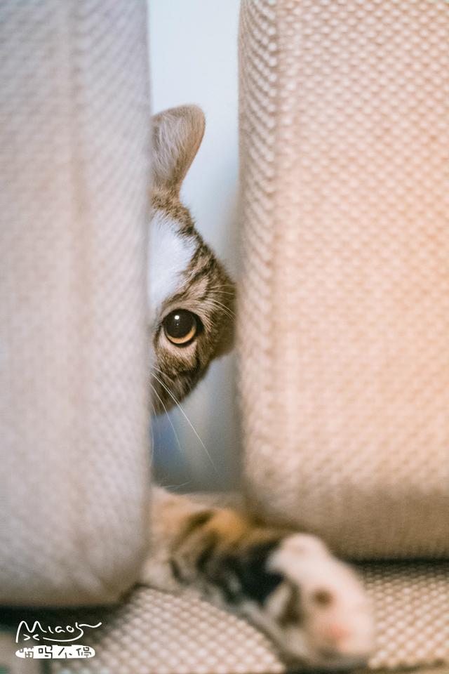 猫咪不乖 h:家养的猫咪突然不用猫砂盆了，到处乱便便，怎么回事，怎么办？ 猫咪不乖会不会做肉汤