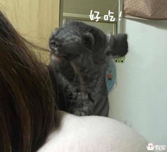 2021年霸王角蛙寿命有多长:龙猫好养吗，有啥优缺点？