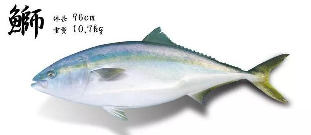 头条问答 日本寿司一般会用到什么鱼 刺身的话除了三文鱼还有什么比较出名的鱼种供选用 凤城往事的回答 0赞