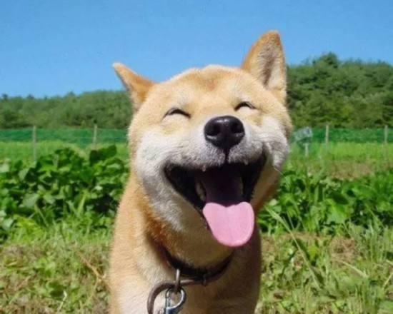 史上最忧郁的狗狗:泰迪犬因为环境改变得了抑郁症怎么办？